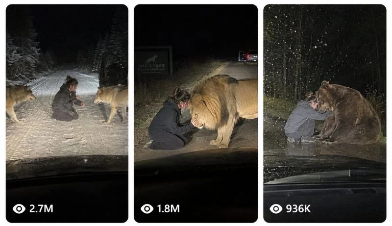 ROADSIDE WILD-ANIMAL REUNION