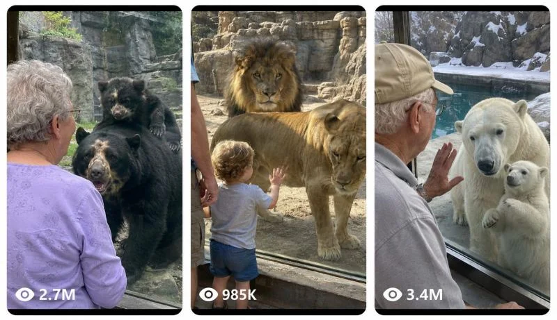 ZOO GLASS ENCOUNTER