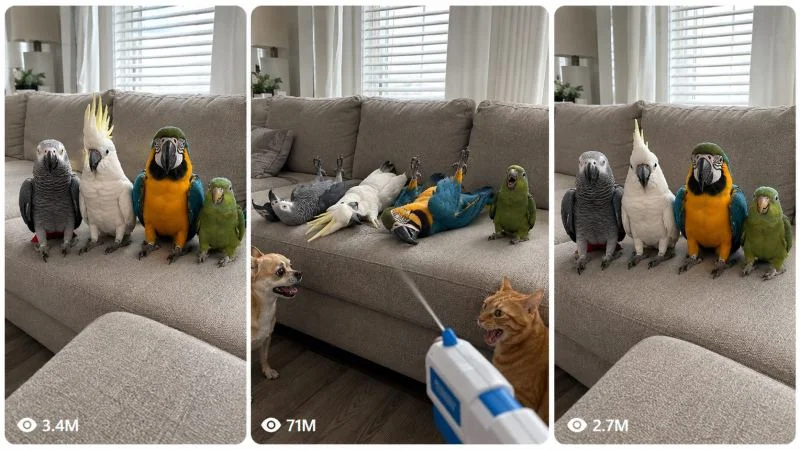 V2 - DRAMATIC PARROT, PET & CUB SOFA CHALLENGE
