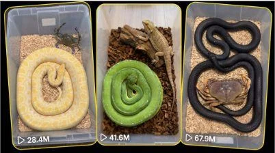 BIG-COIL SNAKE