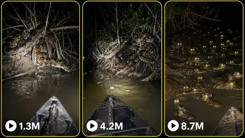 NIGHT WILDLIFE DISCOVERY